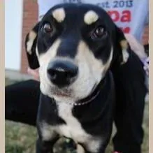 A young medium-sized female Hound dog named Luna for adoption in Calverton, NY