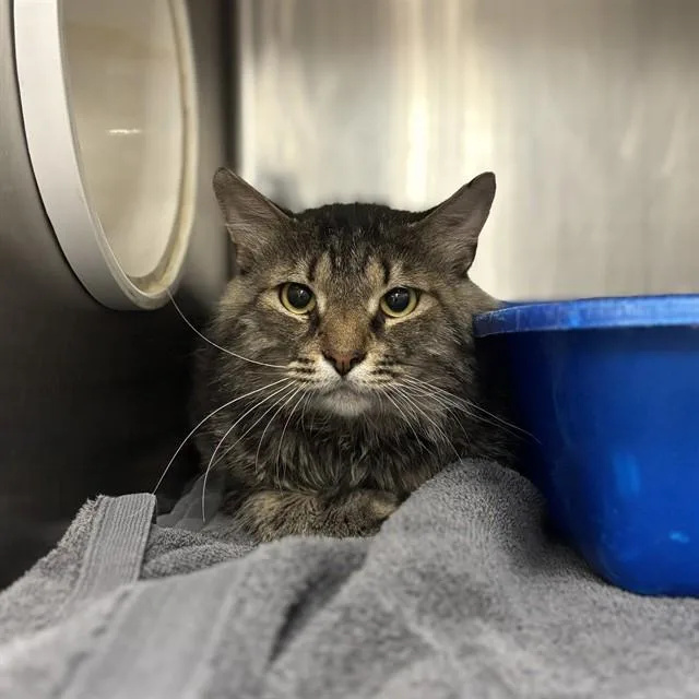 A young medium-sized male Domestic Long Hair cat named Jelly Biscuit for adoption in Huntsville, AL