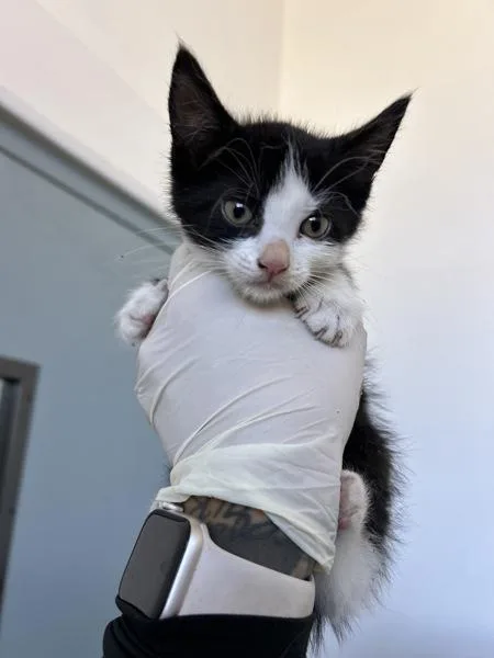 A baby small-sized female Domestic Short Hair cat named Pancake Syrup for adoption in Victorville, CA