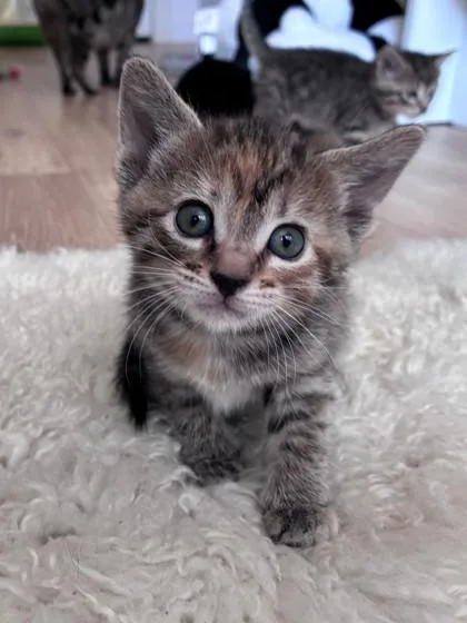 A baby small-sized female Torbie Domestic Short Hair cat named Amber for adoption in New York, NY
