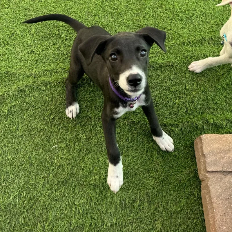 A baby medium-sized female Mixed Breed dog named Hope for adoption in Myakka City, FL