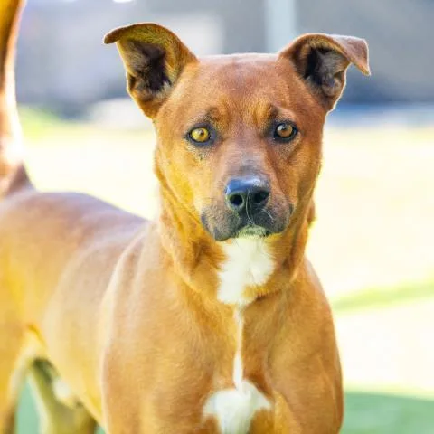 An adult large-sized male Pit Bull Terrier dog named Astro for adoption in Camarillo, CA
