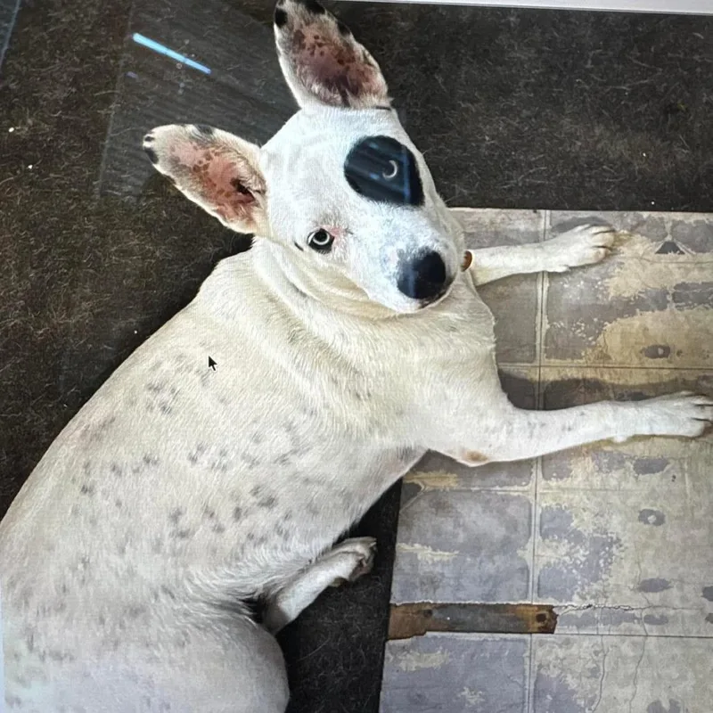 A young medium-sized female White / Cream Cattle Dog dog named Dottie Dumpling for adoption in New Orleans, LA