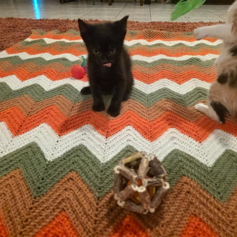 A baby small-sized male Black Domestic Short Hair cat named Edgar Allen Purr for adoption in Austin, TX