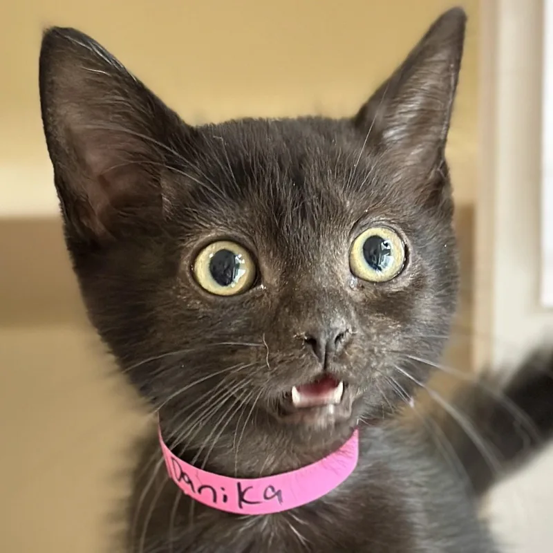 A baby medium-sized female Black Domestic Short Hair cat named Danika for adoption in Victor, NY