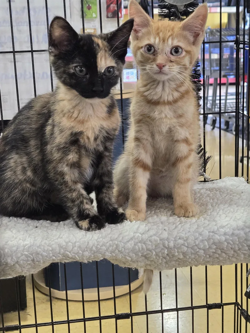 A baby small-sized male Domestic Short Hair cat named Sherbet for adoption in Boston, KY