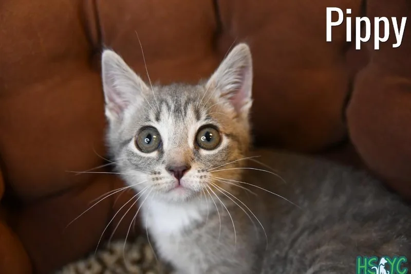 A baby medium-sized female Domestic Short Hair cat named Pippy for adoption in Fort Mill, SC