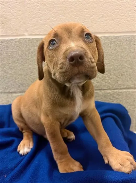 A baby small-sized male Pit Bull Terrier dog named Amazon for adoption in Statesville, NC