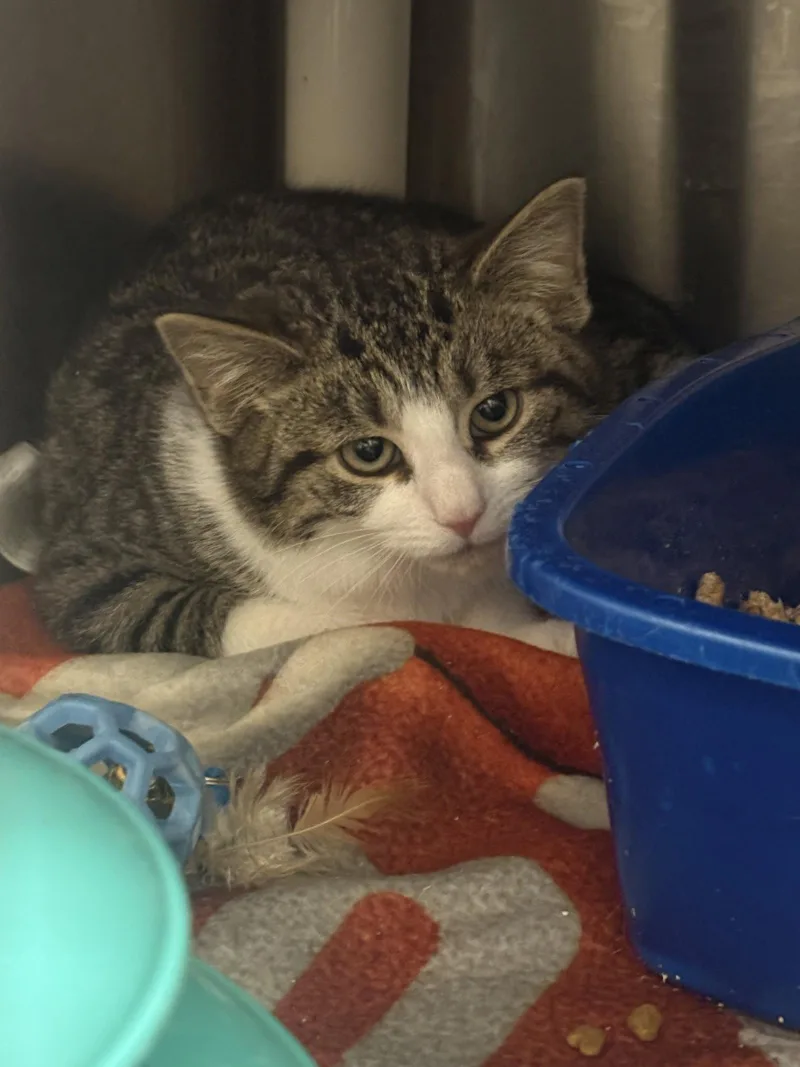 A young medium-sized female Domestic Short Hair cat named Miko for adoption in Holbrook, NY