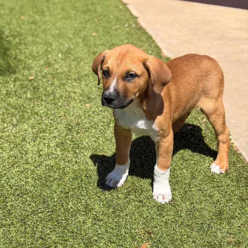 A baby large-sized male Yellow / Tan / Blond / Fawn Anatolian Shepherd dog named Kylo Ren for adoption in Gainesville, GA