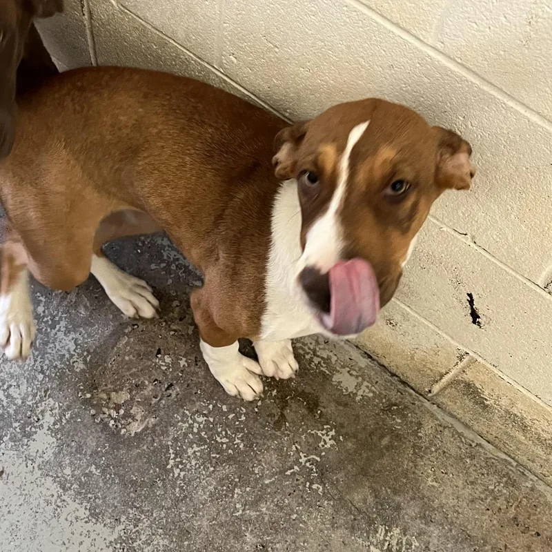 A young medium-sized female Brown / Chocolate Labrador Retriever dog named Torrie for adoption in Dillon, SC