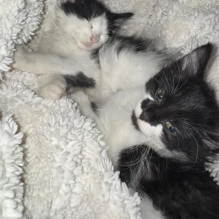 A baby small-sized male Black Domestic Medium Hair cat named Ambrose C for adoption in Minnetonka, MN