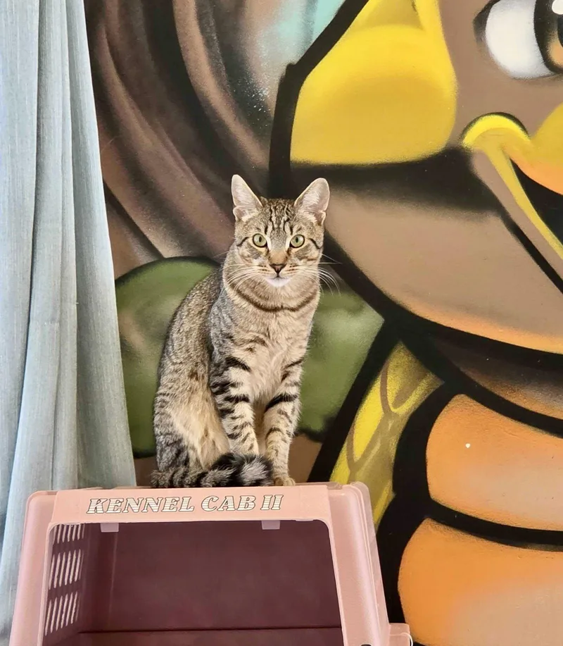 A young medium-sized male Domestic Short Hair cat named Pavarotti for adoption in Oakland, CA