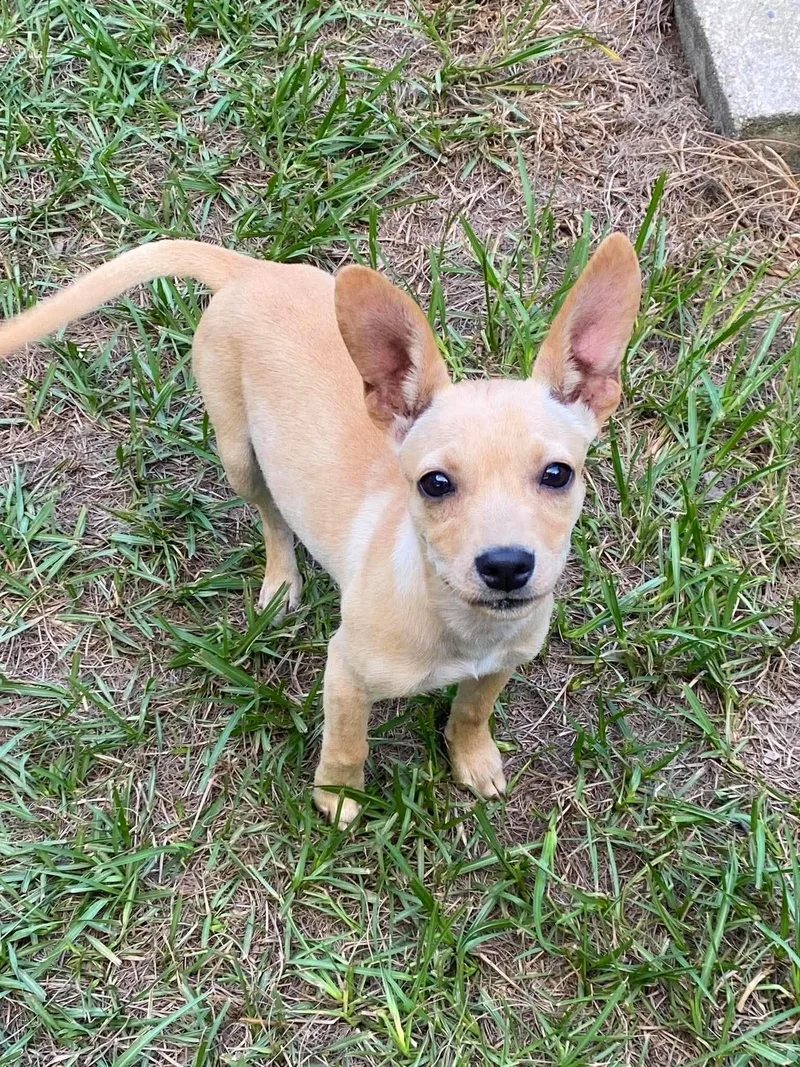 A baby small-sized female White / Cream Chihuahua dog named Claire for adoption in Gulfport, MS
