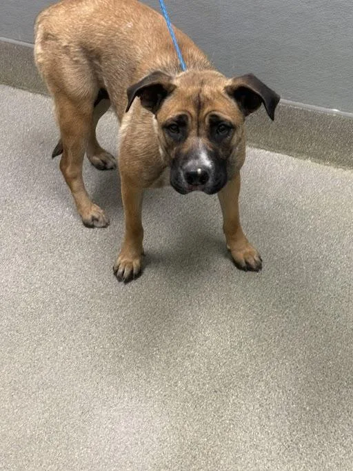 A young large-sized female Pit Bull Terrier dog named Chupa for adoption in Las Vegas, NV