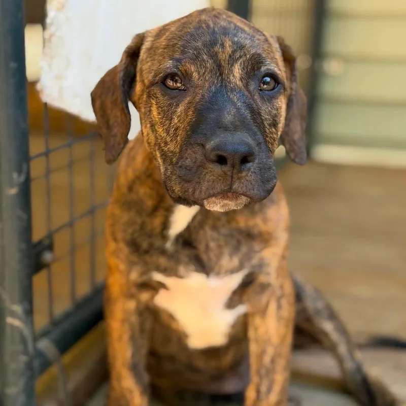 A baby medium-sized male Brindle Mixed Breed dog named Louie for adoption in BONIFAY, FL