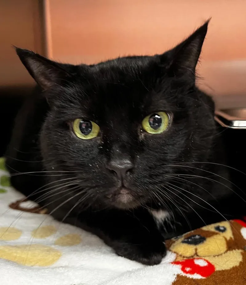 An adult medium-sized female Domestic Short Hair cat named Goose for adoption in Logan, UT