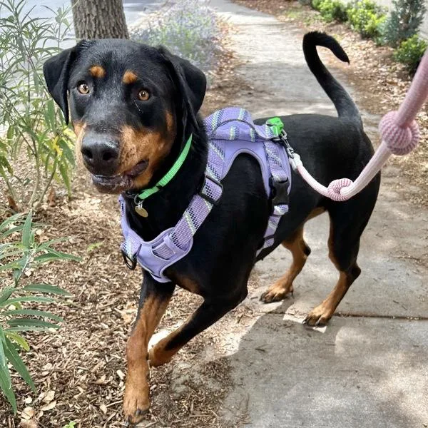 A young extra large-sized female Doberman Pinscher dog named Mrs. Moose for adoption in Oakland, CA
