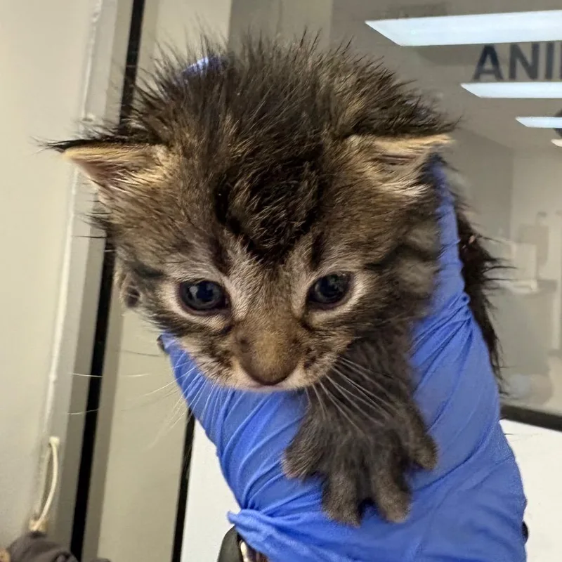 A baby small-sized female Brown / Chocolate Domestic Short Hair cat named Supernova Siren for adoption in Columbus, GA