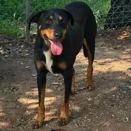An adult small-sized female Black Rottweiler dog named Baby for adoption in Buchanan Dam, TX