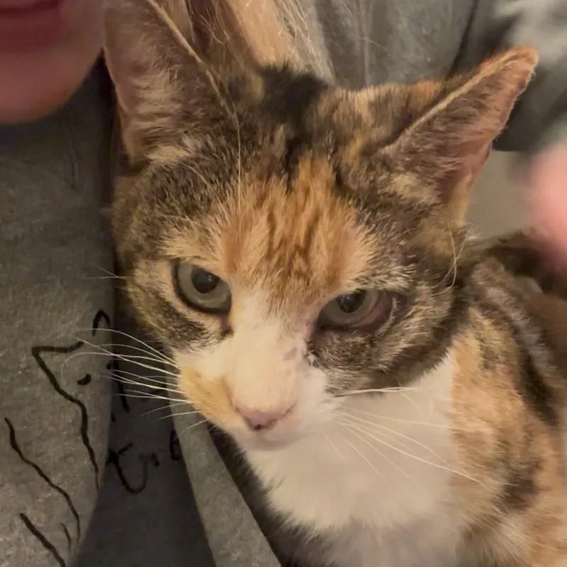 An adult medium-sized female Calico Domestic Short Hair cat named Rhubarb for adoption in Braintree, MA