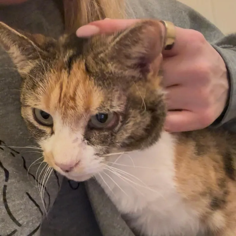 Rhubarb thumbnail 3