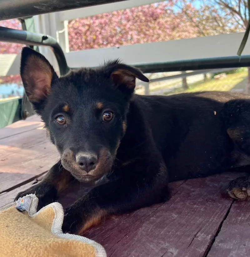 Sugar Wompuns thumbnail 2