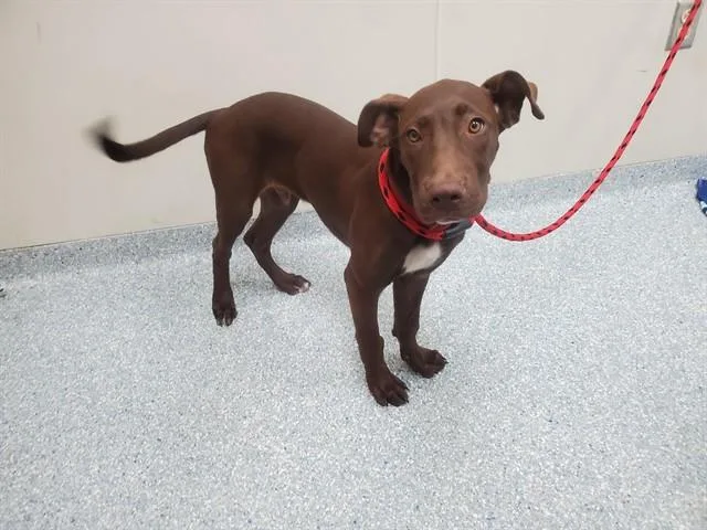 A baby small-sized male Labrador Retriever dog named Mousse for adoption in Garland, TX