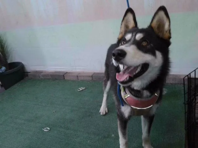 A young medium-sized female Siberian Husky dog named A for adoption in Baldwin Park, CA