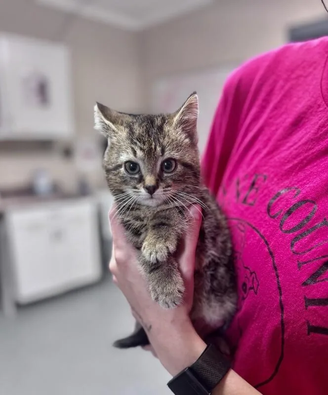 A young medium-sized male Tabby (Brown / Chocolate) Domestic Short Hair cat named Shakespeare for adoption in Wooster, OH