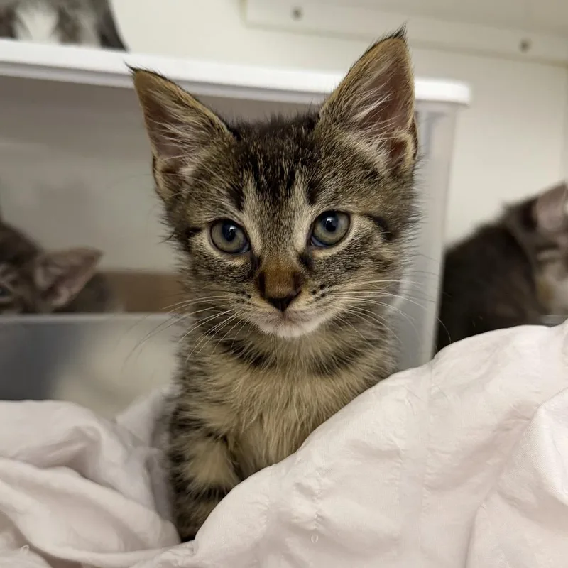 A baby small-sized female Brown / Chocolate Domestic Short Hair cat named Frijole for adoption in New York, NY