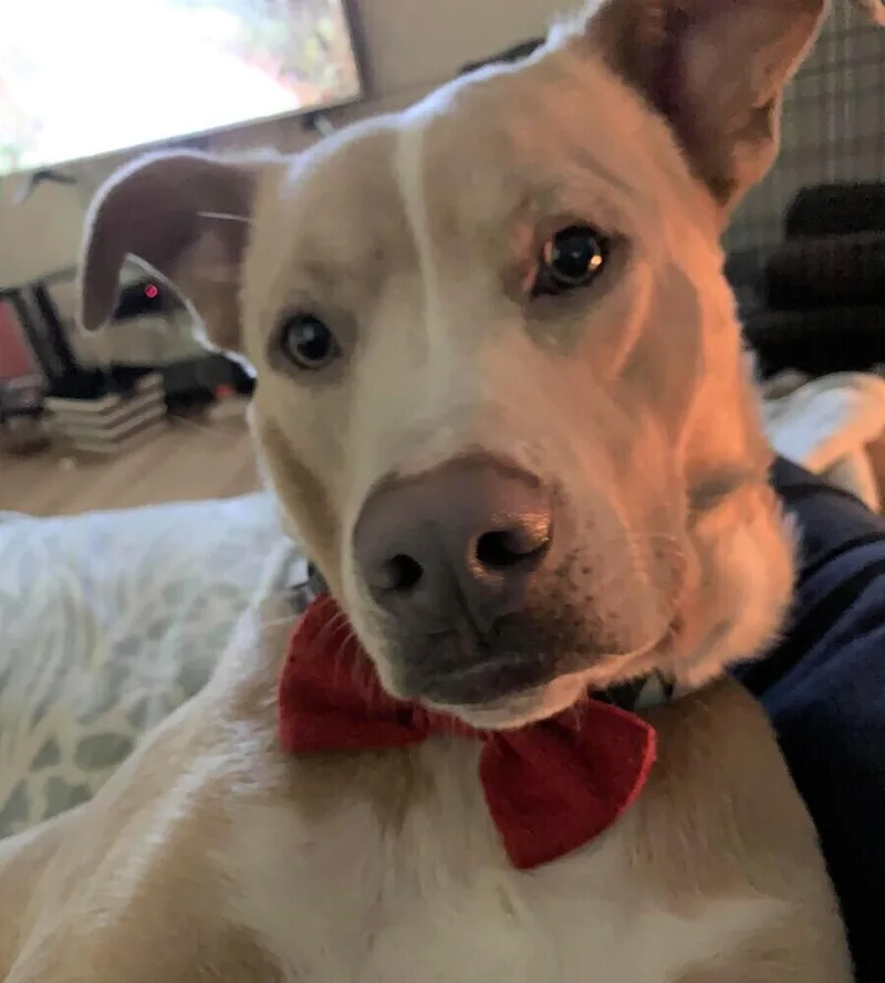 An adult medium-sized male Retriever dog named Simba for adoption in Dallas, TX