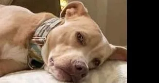 Simba thumbnail 5
