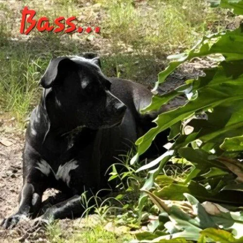 A young large-sized female Labrador Retriever dog named Bass for adoption in Tampa, FL