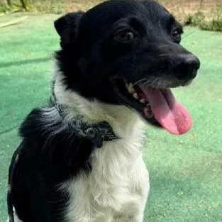 A young medium-sized male Black Sheep Dog dog named Lucas for adoption in Williston, VT