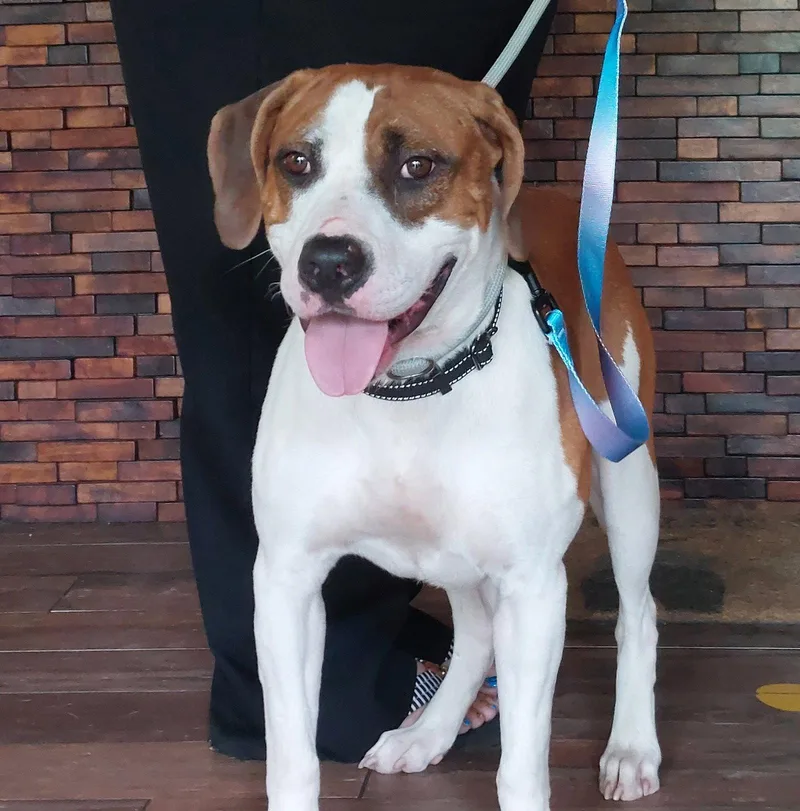 An adult medium-sized male Boxer dog named Jacob for adoption in Sanford, FL