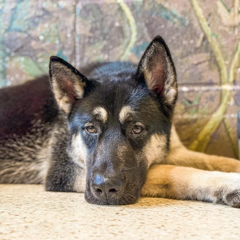 An adult large-sized female Black Husky dog named Stella for adoption in LOXAHATCHEE, FL