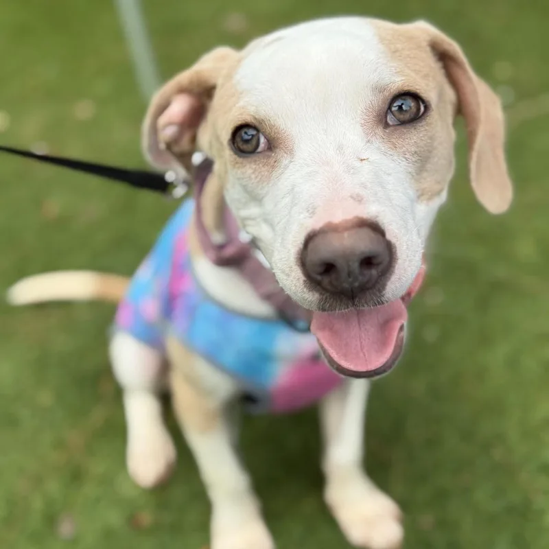 A young medium-sized female White / Cream Pit Bull Terrier dog named Harley Quinn for adoption in Durham, NC