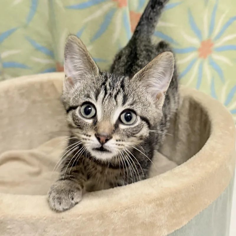 A baby medium-sized male Tabby (Brown / Chocolate) Domestic Short Hair cat named Biscuit for adoption in Libertyville, IL