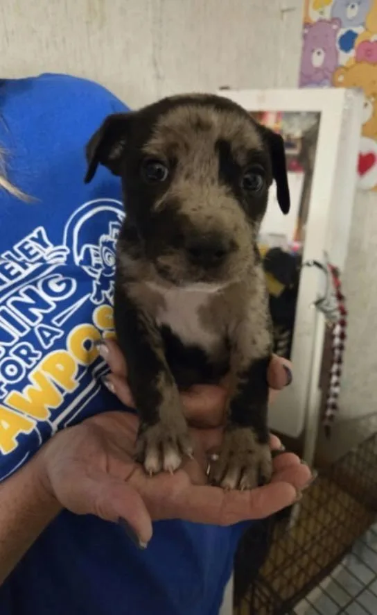 A baby medium-sized male Catahoula Leopard Dog dog named Sonny for adoption in Zimmerman, MN