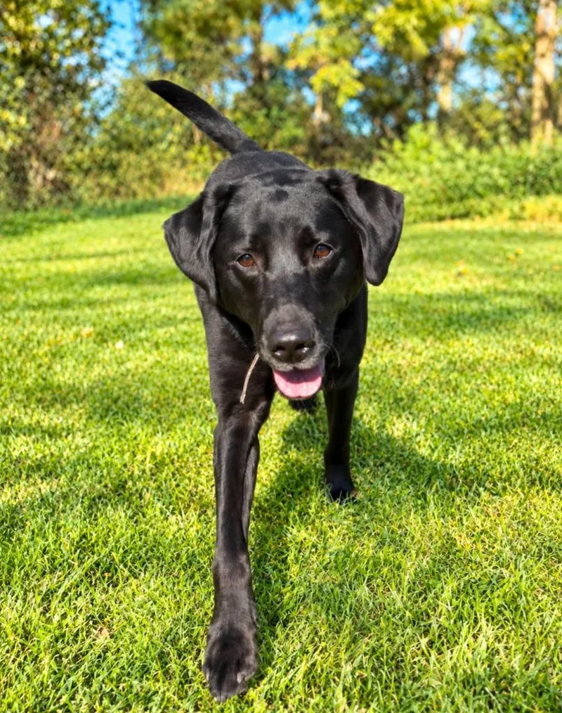 An adult large-sized female Labrador Retriever dog named Liz for adoption in Lagrange, IN