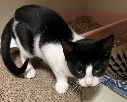 A baby medium-sized female Domestic Short Hair cat named Stitch for adoption in Windsor, CT