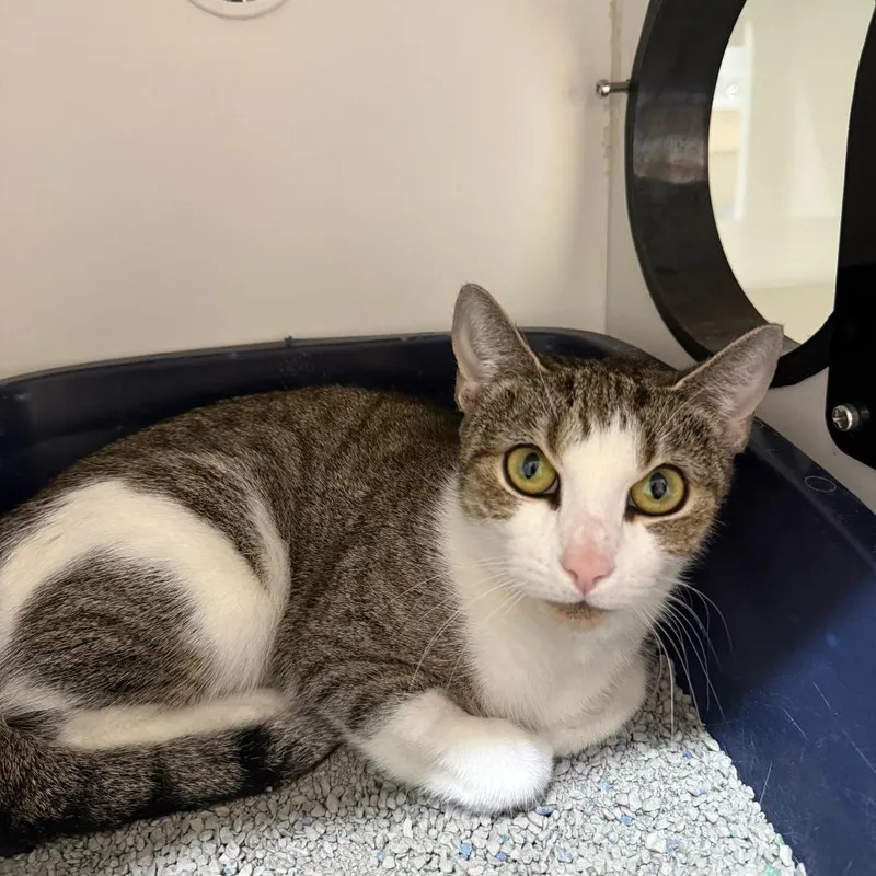 An adult small-sized female Gray / Blue / Silver Domestic Short Hair cat named Fiona for adoption in Branford, CT