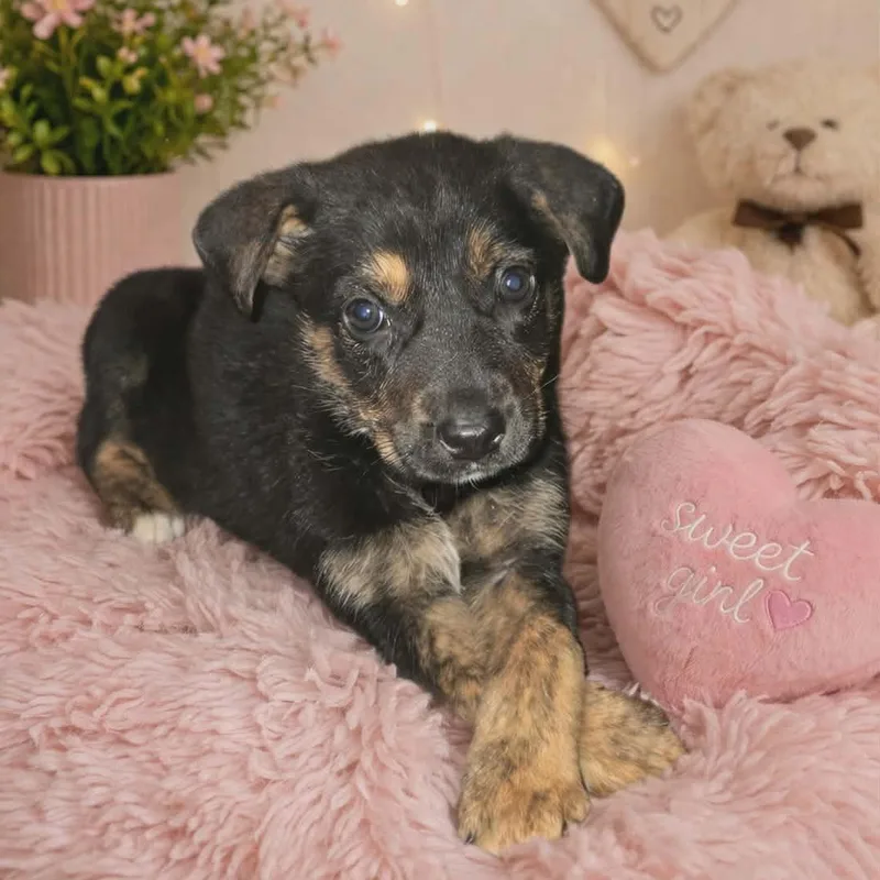 A baby medium-sized female Black Mixed Breed dog named Jaxine for adoption in Brewton, AL