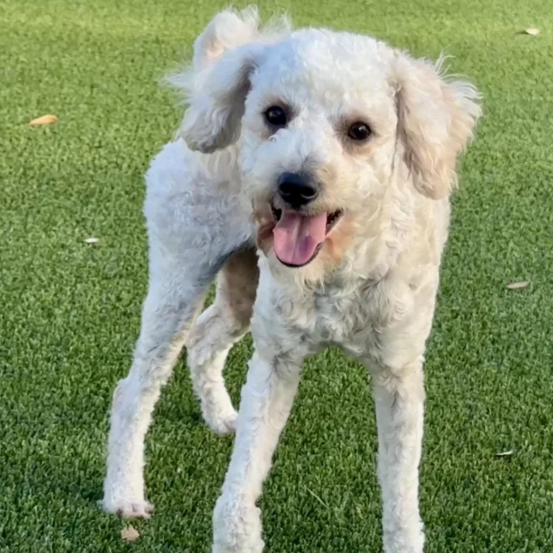 Murphy: A Young Poodle thumbnail 2