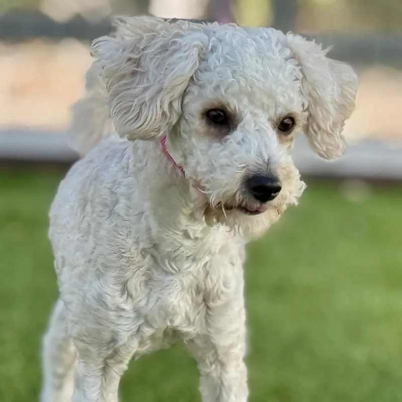Murphy: A Young Poodle thumbnail 3