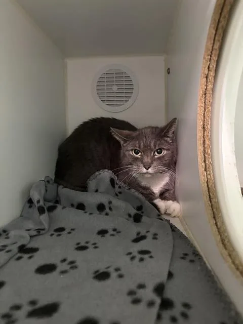 An adult medium-sized female Domestic Short Hair cat named Sybil for adoption in Indianapolis, IN