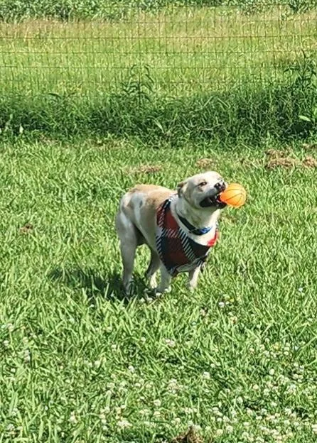 Weezer& Biggs thumbnail 2