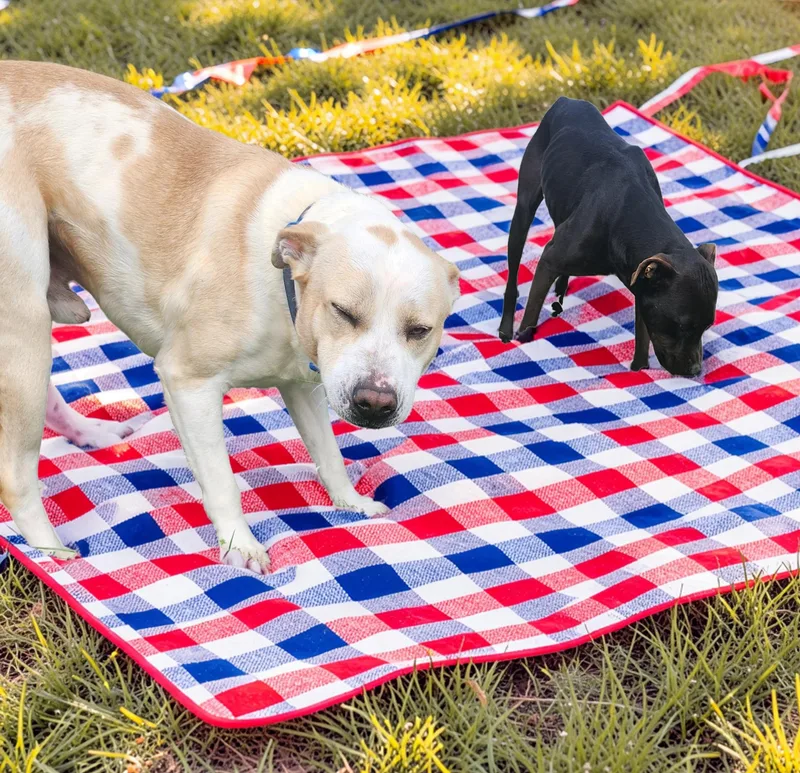 Weezer& Biggs thumbnail 3