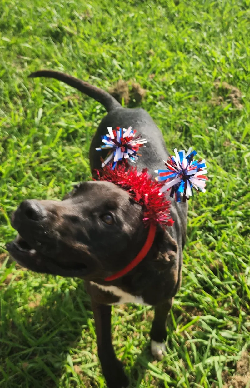 Weezer& Biggs thumbnail 4